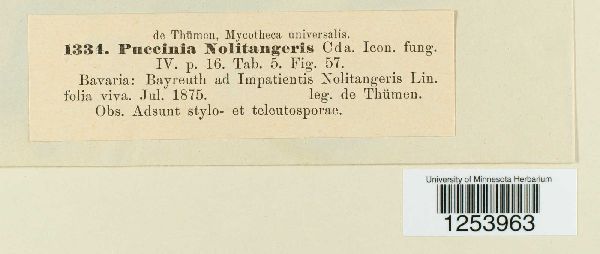 Puccinia nolitangeris image