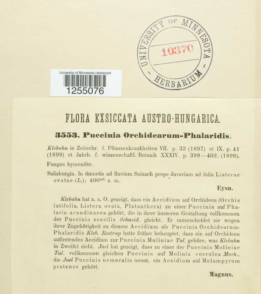 Puccinia sessilis image