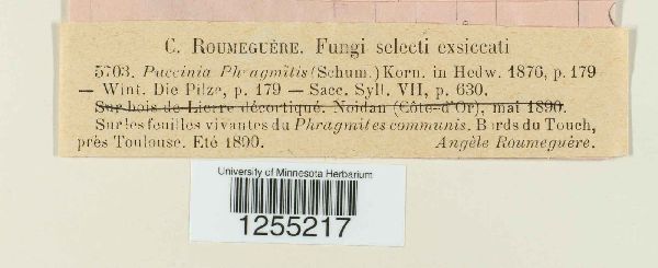 Puccinia phragmitis image