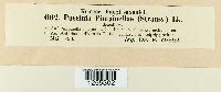 Puccinia pimpinellae image