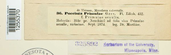 Puccinia primulae image