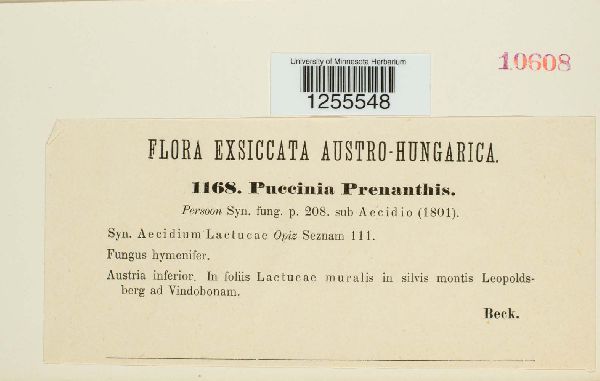 Puccinia maculosa image