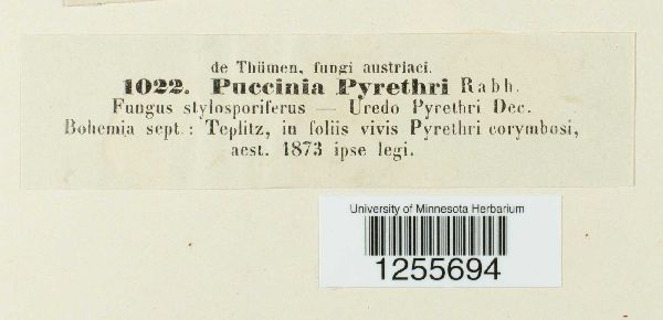 Puccinia pyrethri image