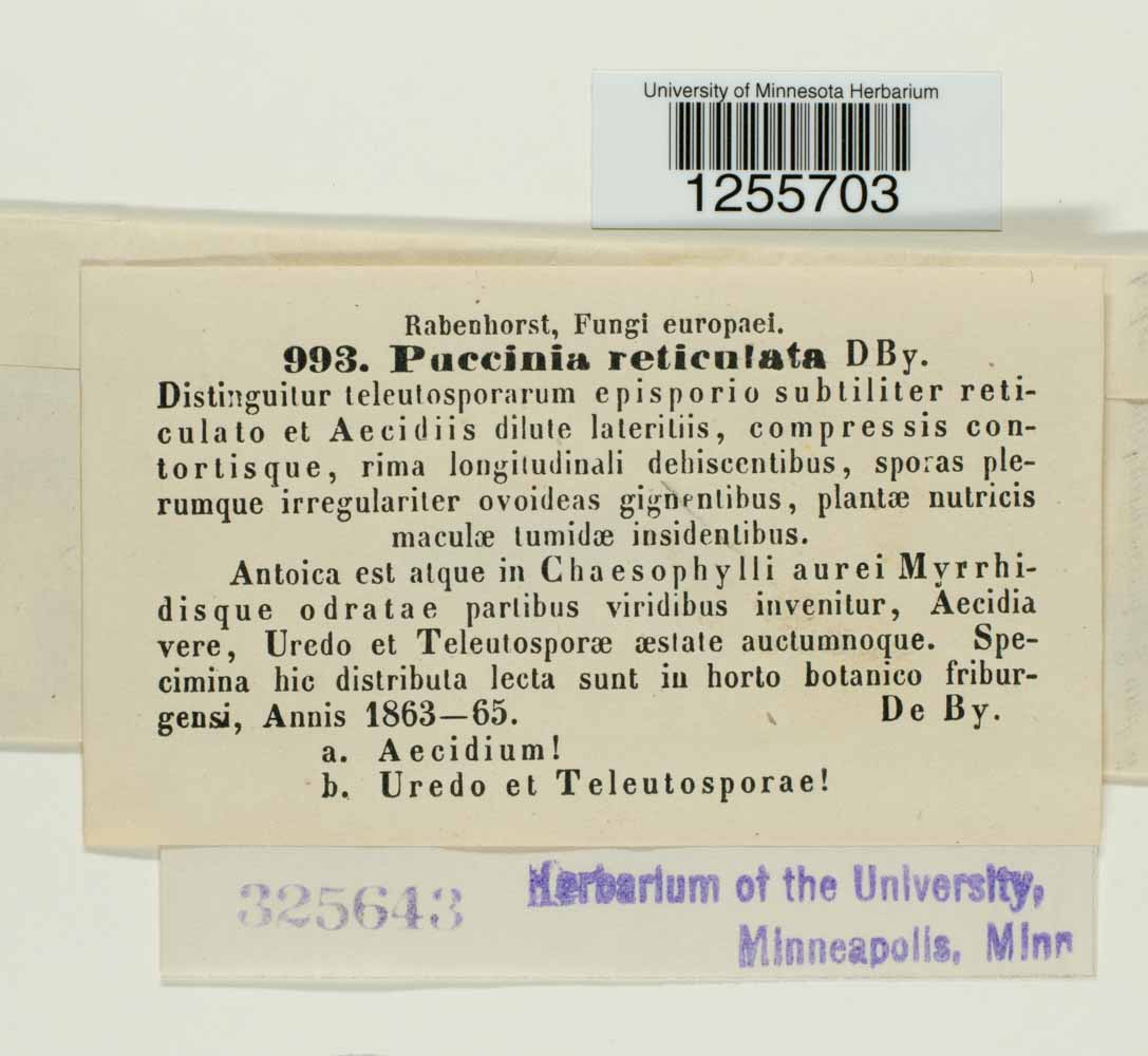 Puccinia reticulata image
