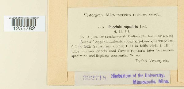Puccinia rupestris image