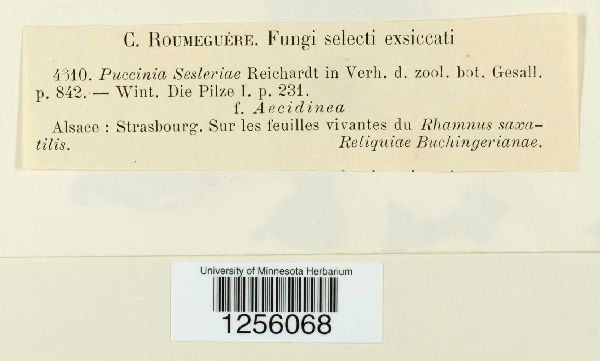 Puccinia sesleriae image