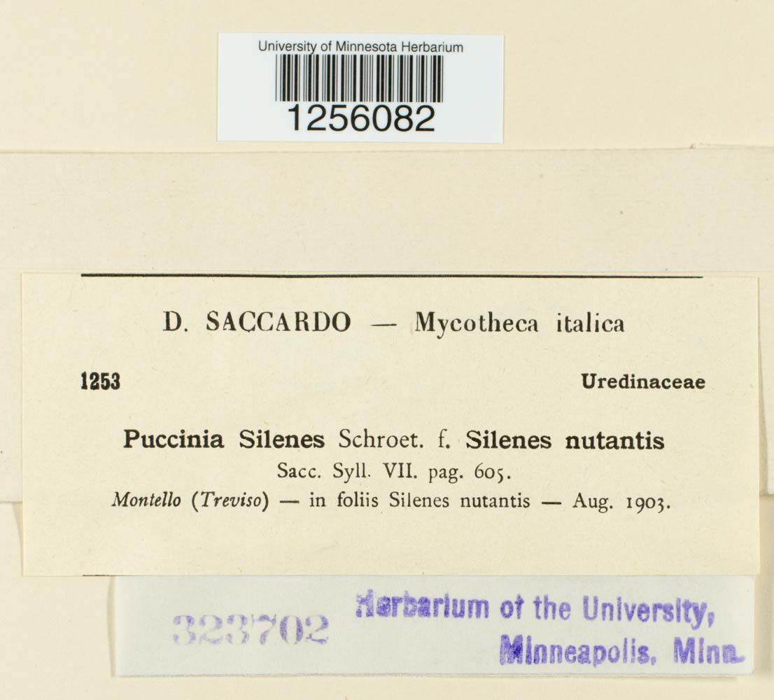 Puccinia silenes image