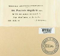 Puccinia singularis image
