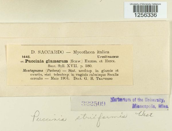 Puccinia striiformis image