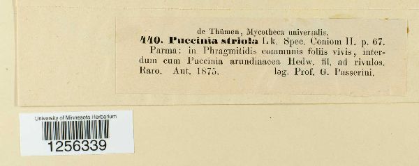 Puccinia striola image