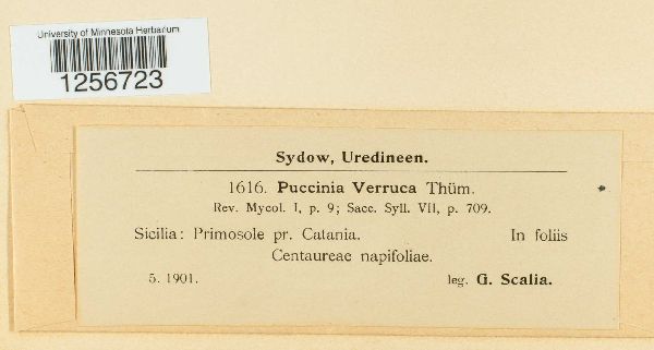 Puccinia verruca image