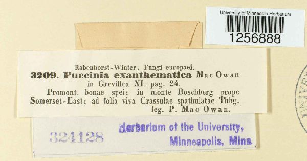 Puccinia exanthematica image