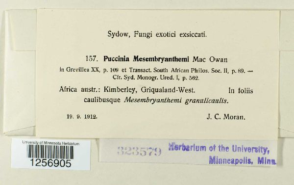 Puccinia mesembryanthemi image