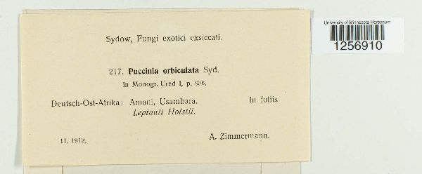 Puccinia orbiculata image