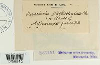 Puccinia phyllocladiae image