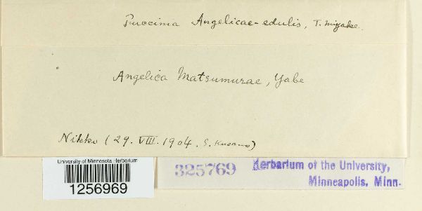 Puccinia angelicae-edulis image