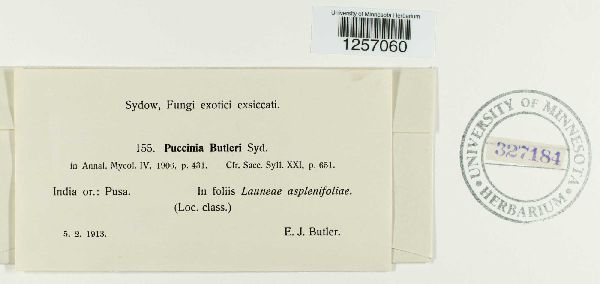 Puccinia butleri image