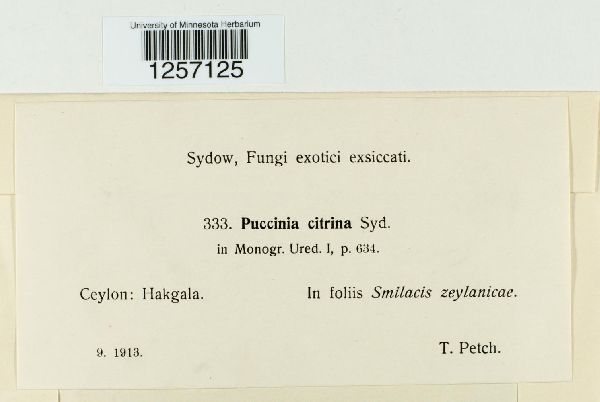 Puccinia citrina image