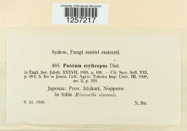 Puccinia erythropus image