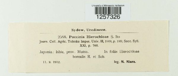 Puccinia hierochloae image