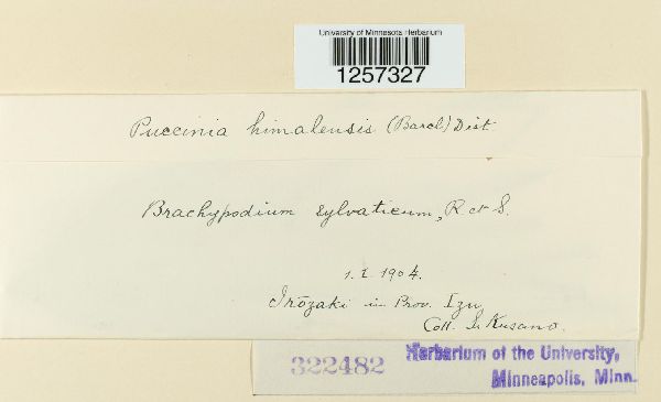 Chrysomyxa himalensis image