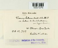 Puccinia lactucae-denticulatae image