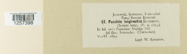 Puccinia longirostris image