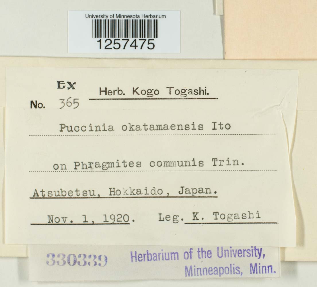 Puccinia okatamaensis image