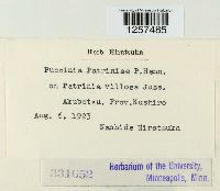 Puccinia patriniae image