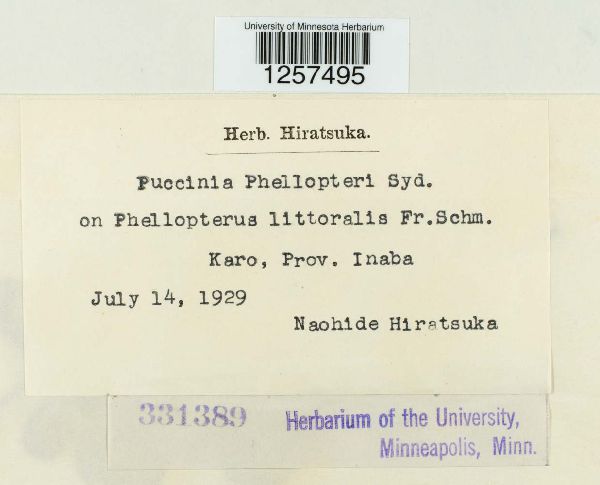 Puccinia phellopteri image