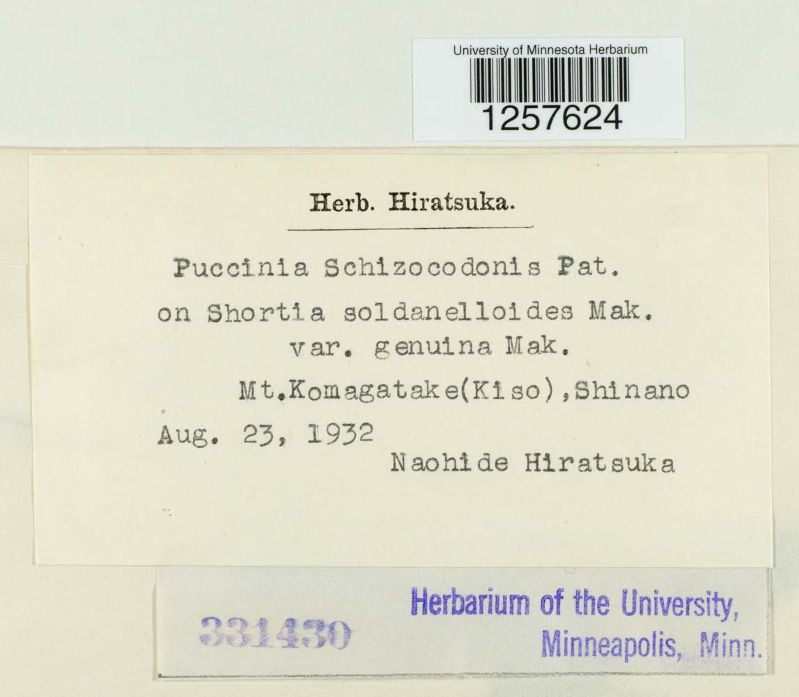 Puccinia schizocodonis image