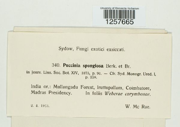 Puccinia spongiosa image