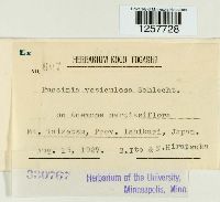 Puccinia vesiculosa image