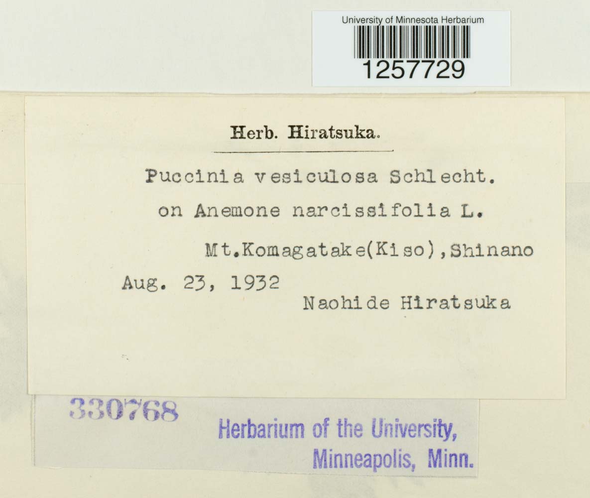 Puccinia vesiculosa image