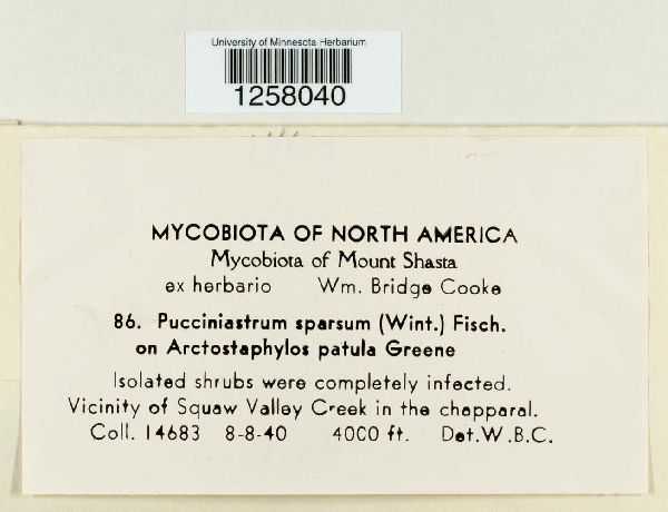 Pucciniastrum sparsum image