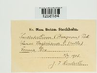 Pucciniastrum areolatum image