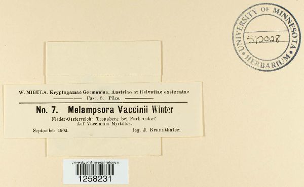 Naohidemyces vacciniorum image