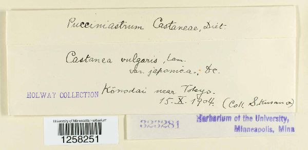 Pucciniastrum castaneae image