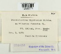 Pucciniastrum miyabeanum image