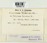 Pucciniastrum miyabeanum image