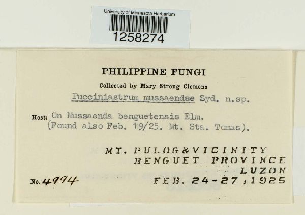 Pucciniastrum mussaendae image