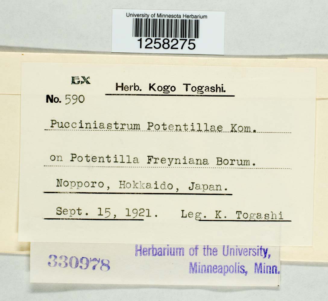 Pucciniastrum potentillae image