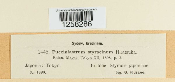 Pucciniastrum styracinum image