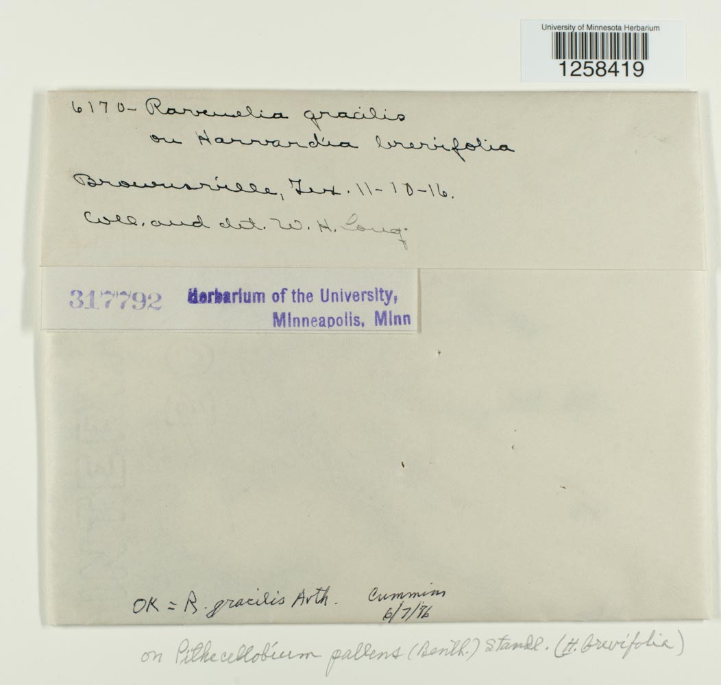 Ravenelia gracilis image