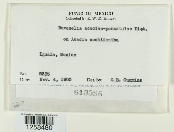 Ravenelia acaciae-pennatulae image