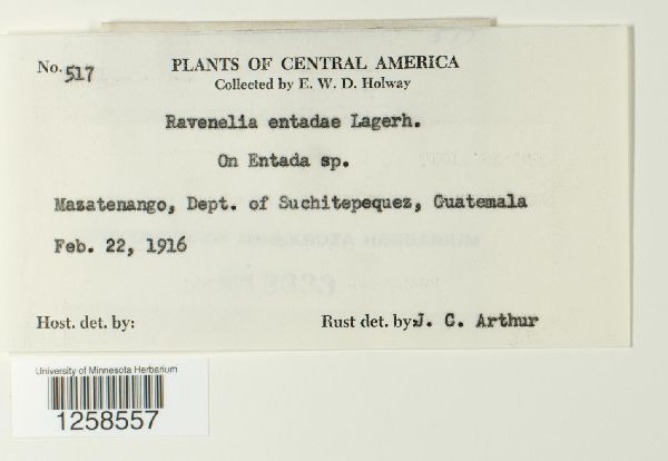 Ravenelia entadae image