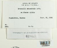Ravenelia mimosicola image