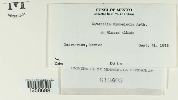 Ravenelia mimosicola image