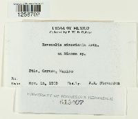 Ravenelia mimosicola image