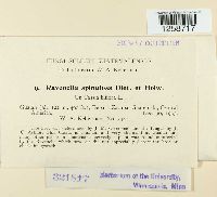 Ravenelia spinulosa image